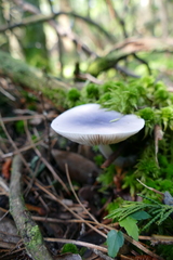 Entoloma indigoferum
