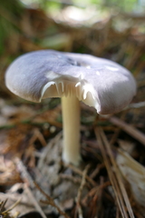 Entoloma indigoferum