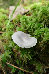 Entoloma indigoferum