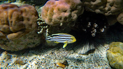 Plectorhinchus lineatus