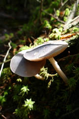 Entoloma indigoferum