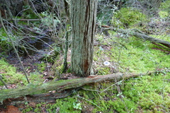 Entoloma indigoferum
