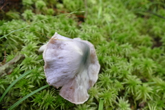 Entoloma indigoferum