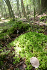 Entoloma indigoferum