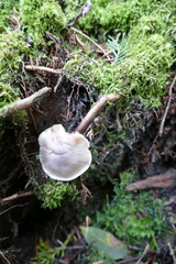 Entoloma indigoferum