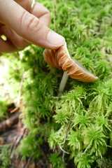 Entoloma indigoferum