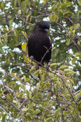 Lanius melanoleucus melanoleucus