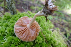 Entoloma indigoferum