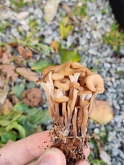 Lentinellus cochleatus