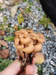 Lentinellus cochleatus