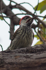 Campethera abingoni abingoni