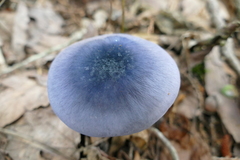 Entoloma indigoferum