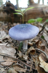 Entoloma indigoferum
