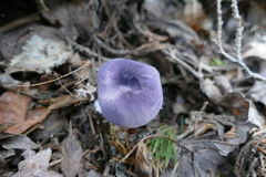 Entoloma indigoferum