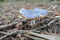 Entoloma indigoferum