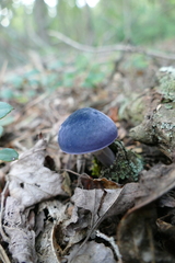 Entoloma indigoferum