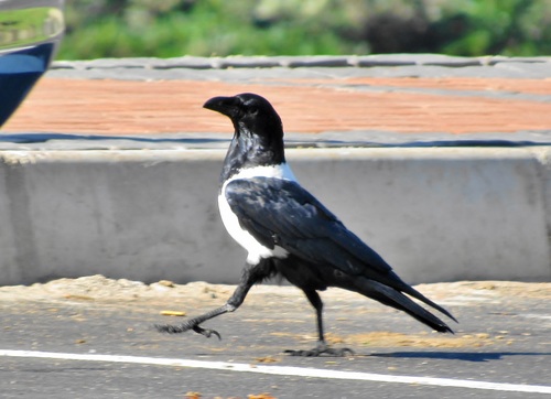 Pied Crow