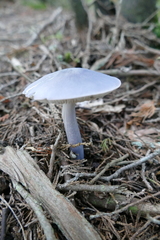 Entoloma indigoferum