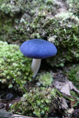 Entoloma indigoferum