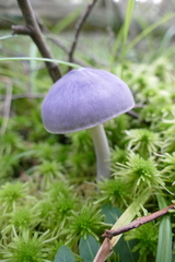 Entoloma indigoferum