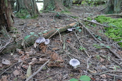 Entoloma indigoferum