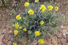 Osteospermum sinuatum