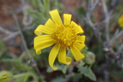 Osteospermum sinuatum
