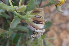 Osteospermum sinuatum