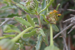 Osteospermum sinuatum