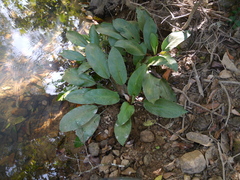 Lagenandra ovata, photograph (c) Dinesh Valke, some rights reserved (CC BY-SA)