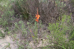 Watsonia stenosiphon