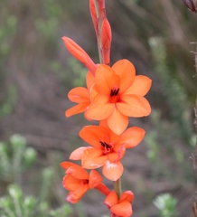 Watsonia stenosiphon