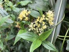 Dimetia hedyotidea, photograph 黃美滿, CC BY, iNaturalist via GBIF