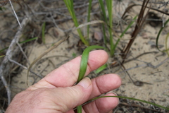 Watsonia stenosiphon