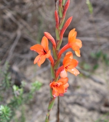 Watsonia stenosiphon