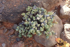 Braunsia
