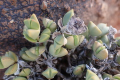 Braunsia