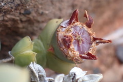 Braunsia