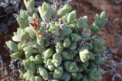Braunsia