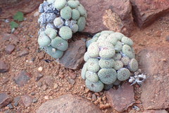 Conophytum minimum