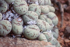 Conophytum minimum
