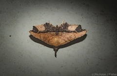 Philogethes metableta