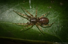 Battalus adamparsonsi
