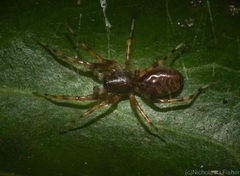 Battalus adamparsonsi