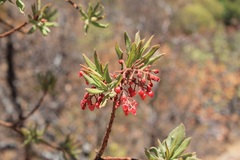 Comarostaphylis glaucescens