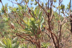 Comarostaphylis glaucescens