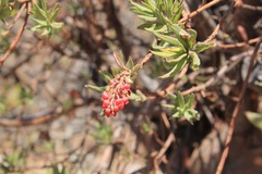 Comarostaphylis glaucescens