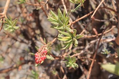 Comarostaphylis glaucescens