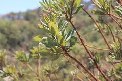 Comarostaphylis glaucescens