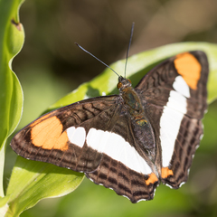 Adelpha zea